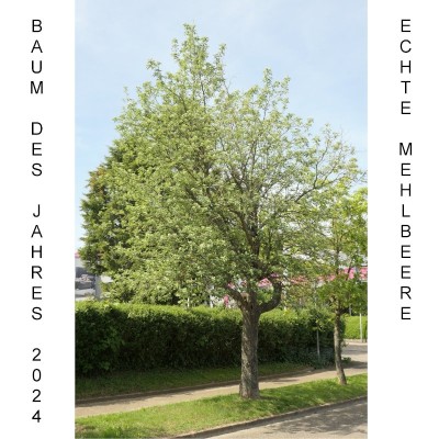 Echte Mehlbeere - Sorbus aria - Baum des Jahres 2024