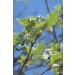 Echte Mehlbeere - Sorbus aria -