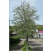 Echte Mehlbeere - Sorbus aria -