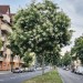 Japanischer Schnurbaum Allee Lichterfelde Berlin