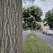Japanischer Schnurbaum Allee Rinde - Lichterfelde Berlin