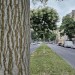 Japanischer Schnurbaum Allee Rinde - Lichterfelde Berlin